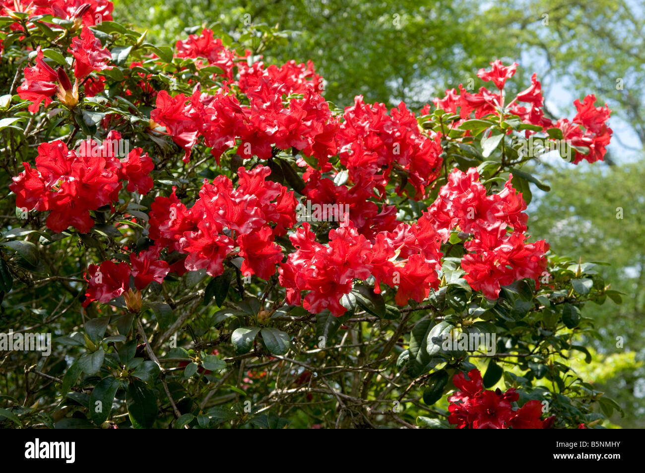 Rhododendron `Vulcon's Flame` Stock Photo